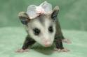 What an an attractive possum might look like.